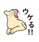 たんたんねこ（個別スタンプ：6）