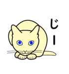 たんたんねこ（個別スタンプ：19）