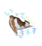 モフモフの仲間たち3（個別スタンプ：3）