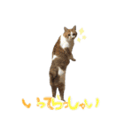 モフモフの仲間たち3（個別スタンプ：4）