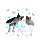 モフモフの仲間たち3（個別スタンプ：5）