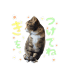 モフモフの仲間たち3（個別スタンプ：7）
