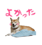 モフモフの仲間たち3（個別スタンプ：8）