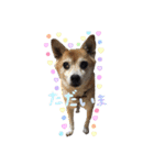 モフモフの仲間たち3（個別スタンプ：10）