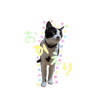 モフモフの仲間たち3（個別スタンプ：11）
