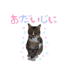 モフモフの仲間たち3（個別スタンプ：13）