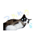 モフモフの仲間たち3（個別スタンプ：15）