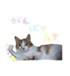 モフモフの仲間たち3（個別スタンプ：16）