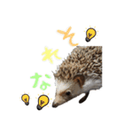モフモフの仲間たち3（個別スタンプ：19）
