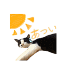 モフモフの仲間たち3（個別スタンプ：21）