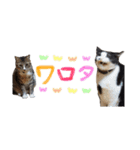 モフモフの仲間たち3（個別スタンプ：22）