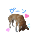 モフモフの仲間たち3（個別スタンプ：23）
