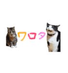 モフモフの仲間たち3（個別スタンプ：24）