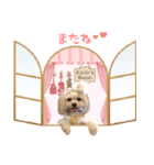 マルポメ カリンのスタンプ（個別スタンプ：15）