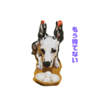 HiMeDiCe（個別スタンプ：2）