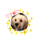 happy マルシーズー（個別スタンプ：2）