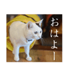 くつろぎ古民家まめ猫（個別スタンプ：3）