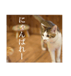 くつろぎ古民家まめ猫（個別スタンプ：12）