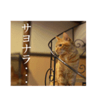 くつろぎ古民家まめ猫（個別スタンプ：13）