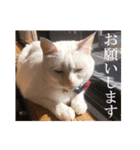 くつろぎ古民家まめ猫（個別スタンプ：14）