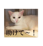 くつろぎ古民家まめ猫（個別スタンプ：17）