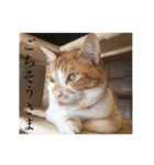 くつろぎ古民家まめ猫（個別スタンプ：23）