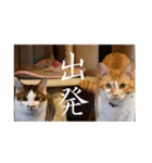 くつろぎ古民家まめ猫（個別スタンプ：25）