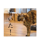 くつろぎ古民家まめ猫（個別スタンプ：26）