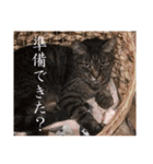 くつろぎ古民家まめ猫（個別スタンプ：27）