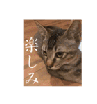 くつろぎ古民家まめ猫（個別スタンプ：28）