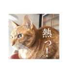 くつろぎ古民家まめ猫（個別スタンプ：34）