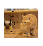 くつろぎ古民家まめ猫（個別スタンプ：35）