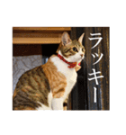 くつろぎ古民家まめ猫（個別スタンプ：39）