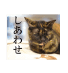 くつろぎ古民家まめ猫（個別スタンプ：40）