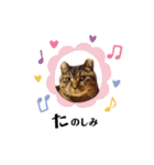 てんちゃんのキモチ（個別スタンプ：8）