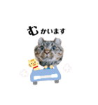 てんちゃんのキモチ（個別スタンプ：16）