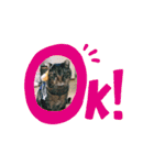 てんちゃんのキモチ（個別スタンプ：17）