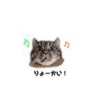 てんちゃんのキモチ（個別スタンプ：28）