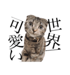 世界で1番可愛い猫（個別スタンプ：1）