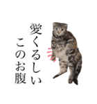 世界で1番可愛い猫（個別スタンプ：2）
