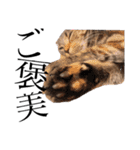 世界で1番可愛い猫（個別スタンプ：3）