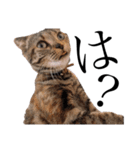 世界で1番可愛い猫（個別スタンプ：4）