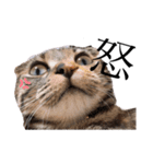 世界で1番可愛い猫（個別スタンプ：5）
