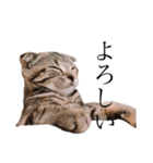 世界で1番可愛い猫（個別スタンプ：6）