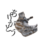 世界で1番可愛い猫（個別スタンプ：7）