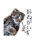 世界で1番可愛い猫（個別スタンプ：8）