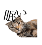 世界で1番可愛い猫（個別スタンプ：9）
