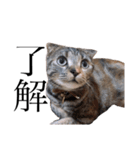 世界で1番可愛い猫（個別スタンプ：10）