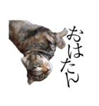 世界で1番可愛い猫（個別スタンプ：11）