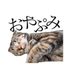 世界で1番可愛い猫（個別スタンプ：12）